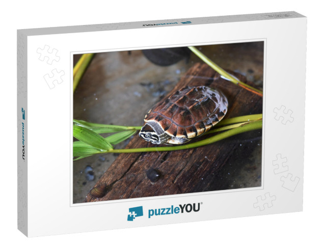 Young Snail - Eating Turtle Relax on Timber... Jigsaw Puzzle