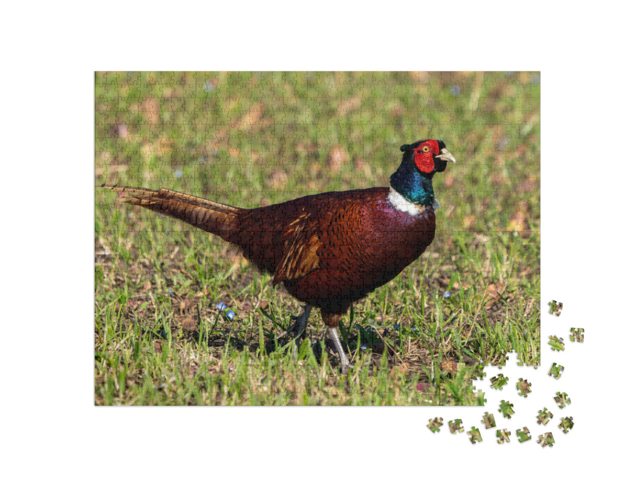 Pheasant Displaying All Its Beautiful Colors on a Spring... Jigsaw Puzzle with 1000 pieces