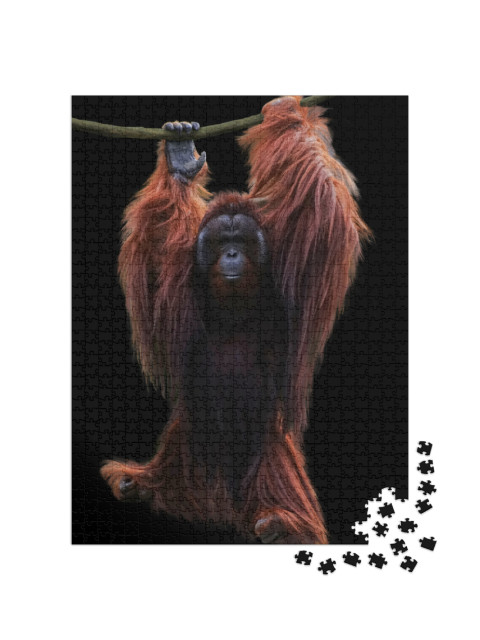 Image Orangutan Hanging on a Rope Isolated Over Black Bac... Jigsaw Puzzle with 1000 pieces