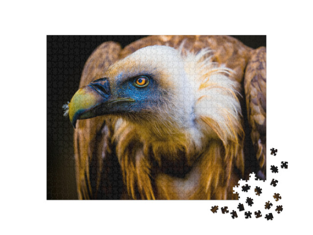 Portrait of a Young Vulture... Jigsaw Puzzle with 1000 pieces