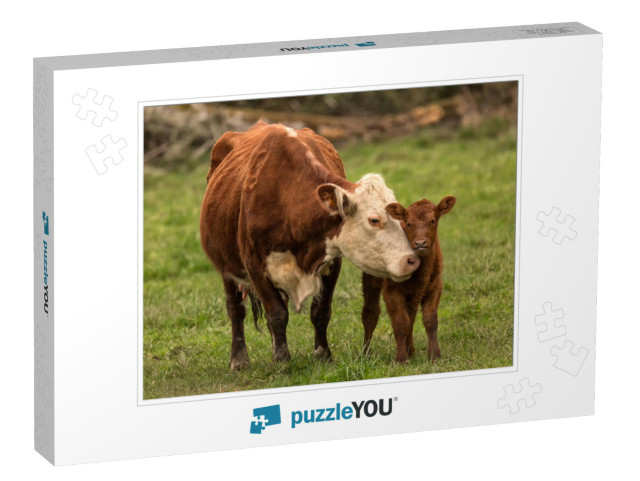 Momma Cow & Calf... Jigsaw Puzzle