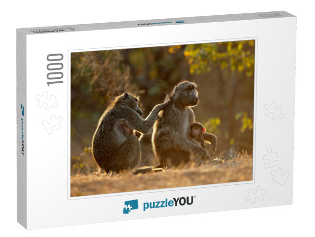 Backlit Family of Chacma Baboons Papio Ursinus, Kruger Na... Jigsaw Puzzle with 1000 pieces