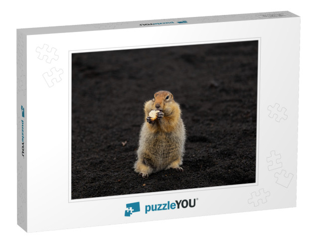 A Charming Gopher Stands on Volcanic Sand & Looks Directl... Jigsaw Puzzle