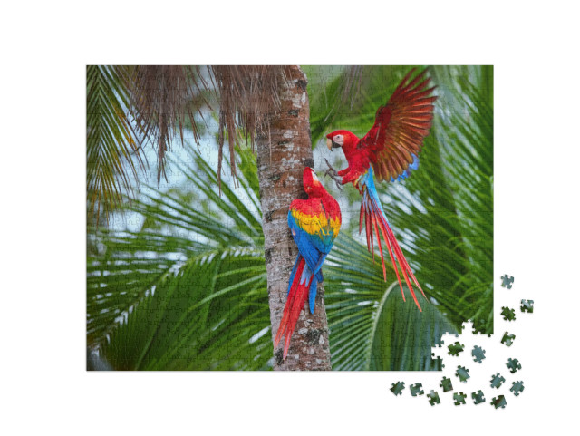 Two Ara Macao, Scarlet Macaw, Pair of Big, Red Colored, A... Jigsaw Puzzle with 1000 pieces