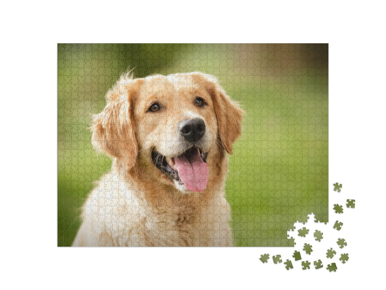 Head Shot of Golden Retriever Looking Very Interested... Jigsaw Puzzle with 1000 pieces