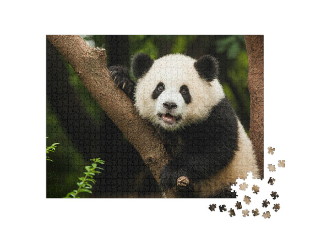 Panda in a Tree... Jigsaw Puzzle with 1000 pieces