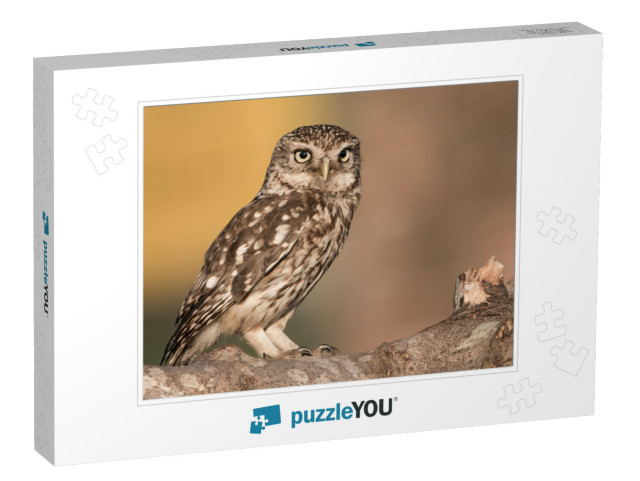 Little Owl Perched on Branch... Jigsaw Puzzle