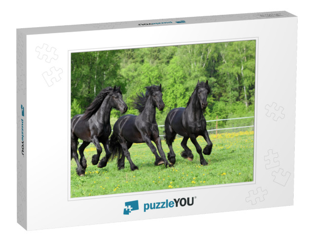 Three Dressage Friesian Horse Portrait in Outdoor... Jigsaw Puzzle