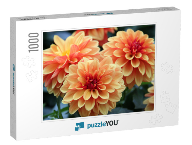 Dahlia Flower Are Colorful & Orange... Jigsaw Puzzle with 1000 pieces