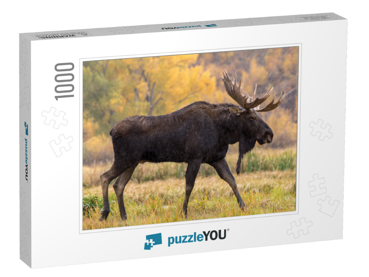 Bull Moose Walking in the Rain... Jigsaw Puzzle with 1000 pieces