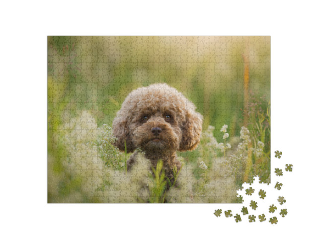 Miniature Chocolate Poodle on the Grass. Pet in Nature. C... Jigsaw Puzzle with 1000 pieces