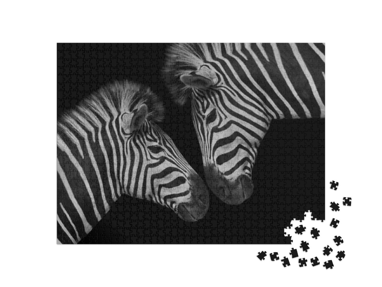 Beautiful Two Couple Zebra Closeup Face... Jigsaw Puzzle with 1000 pieces