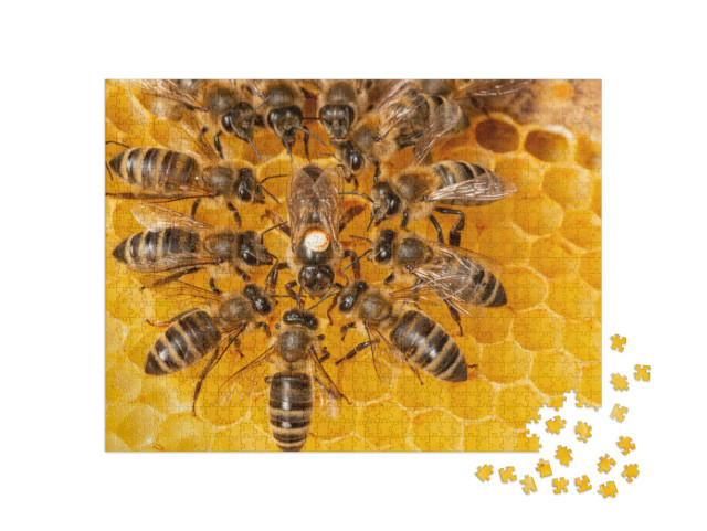 The Queen Apis Mellifera Marked with Dot & Bee Workers Ar... Jigsaw Puzzle with 1000 pieces