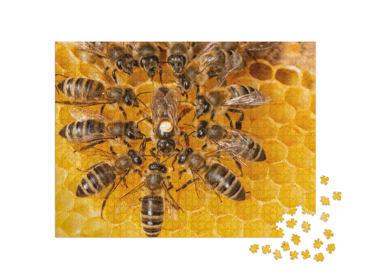 The Queen Apis Mellifera Marked with Dot & Bee Workers Ar... Jigsaw Puzzle with 1000 pieces