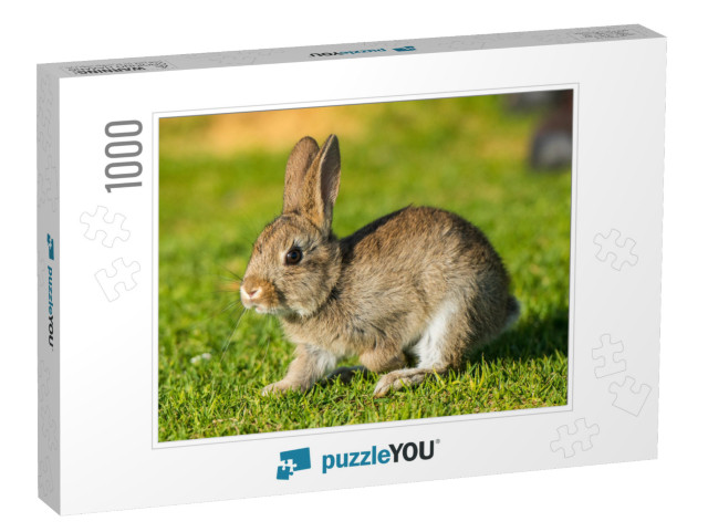 Jack Rabbit Hare While Looking At You on Grass Background... Jigsaw Puzzle with 1000 pieces