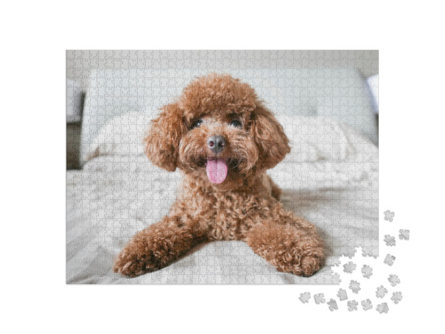 Cute Toy Poodle Resting on Bed... Jigsaw Puzzle with 1000 pieces