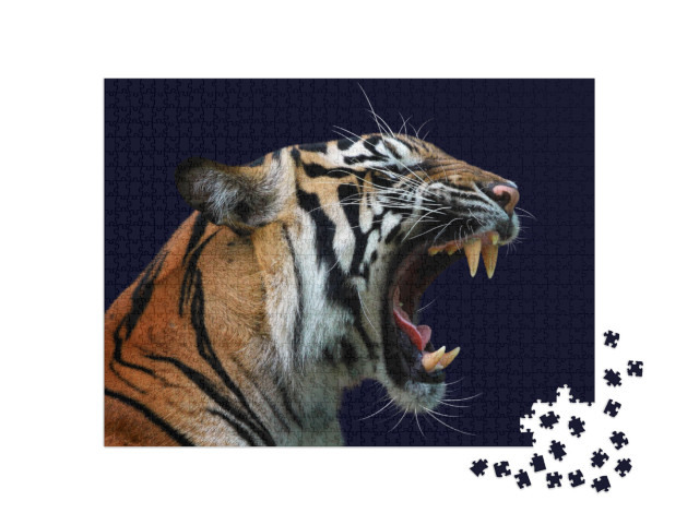 Angry Face of Sumatran Tiger, Animal Angry, Head of Tiger... Jigsaw Puzzle with 1000 pieces