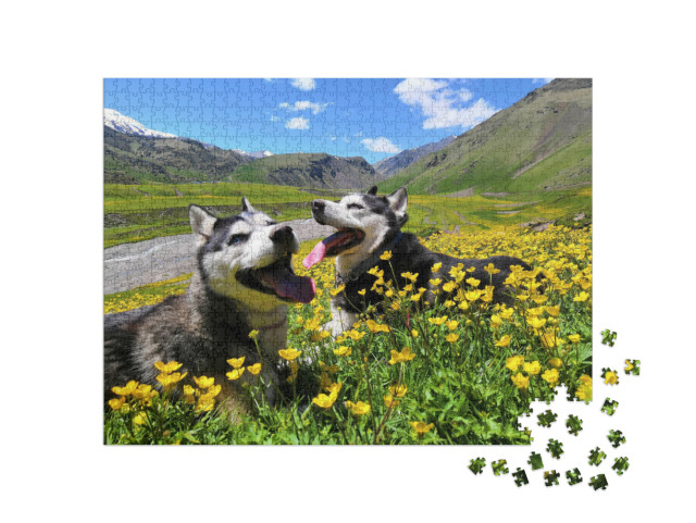 Two Siberian Husky Dogs on a Walk in the Mountains in Sum... Jigsaw Puzzle with 1000 pieces