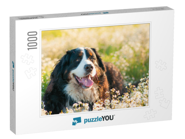 Bernese Mountain Dog in the Meadow Full of Flowers... Jigsaw Puzzle with 1000 pieces