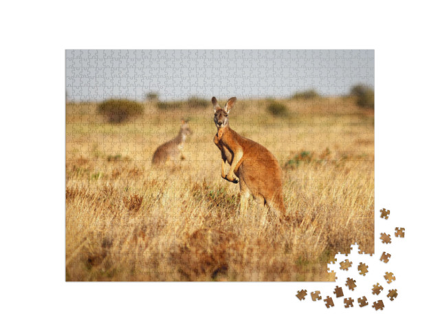 Red Kangaroo Standing Up in Grasslands in the Australian... Jigsaw Puzzle with 1000 pieces