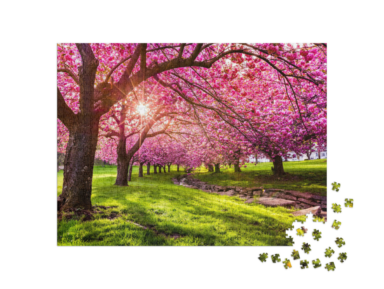 Cherry Tree Blossom Explosion in Hurd Park, Dover, New Je... Jigsaw Puzzle with 1000 pieces