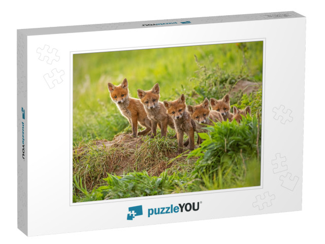 Red Fox, Vulpes Vulpes, Small Young Cubs Near Den Curious... Jigsaw Puzzle