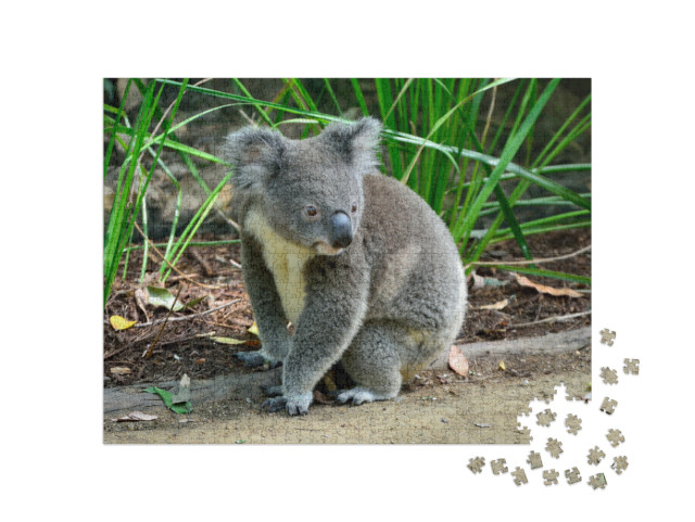 Koala Sitting on the Ground in Queensland, Australia... Jigsaw Puzzle with 1000 pieces