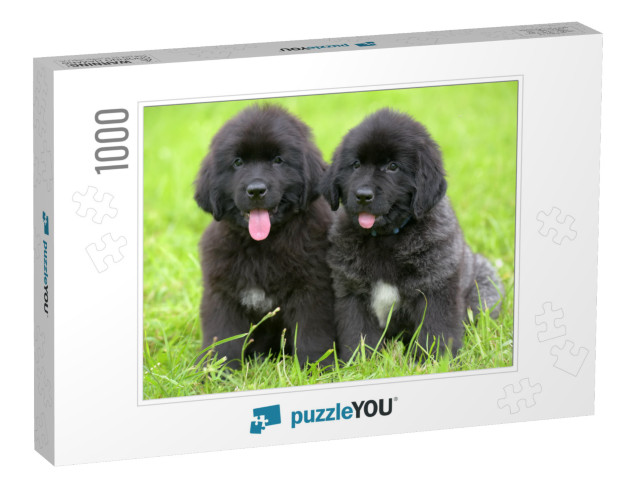 Two Small Black Puppies of Newfoundland... Jigsaw Puzzle with 1000 pieces