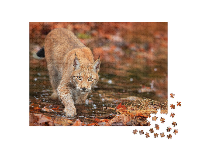 Lynx Walking in Orange Leaves with Water. Wild Animal Hid... Jigsaw Puzzle with 1000 pieces