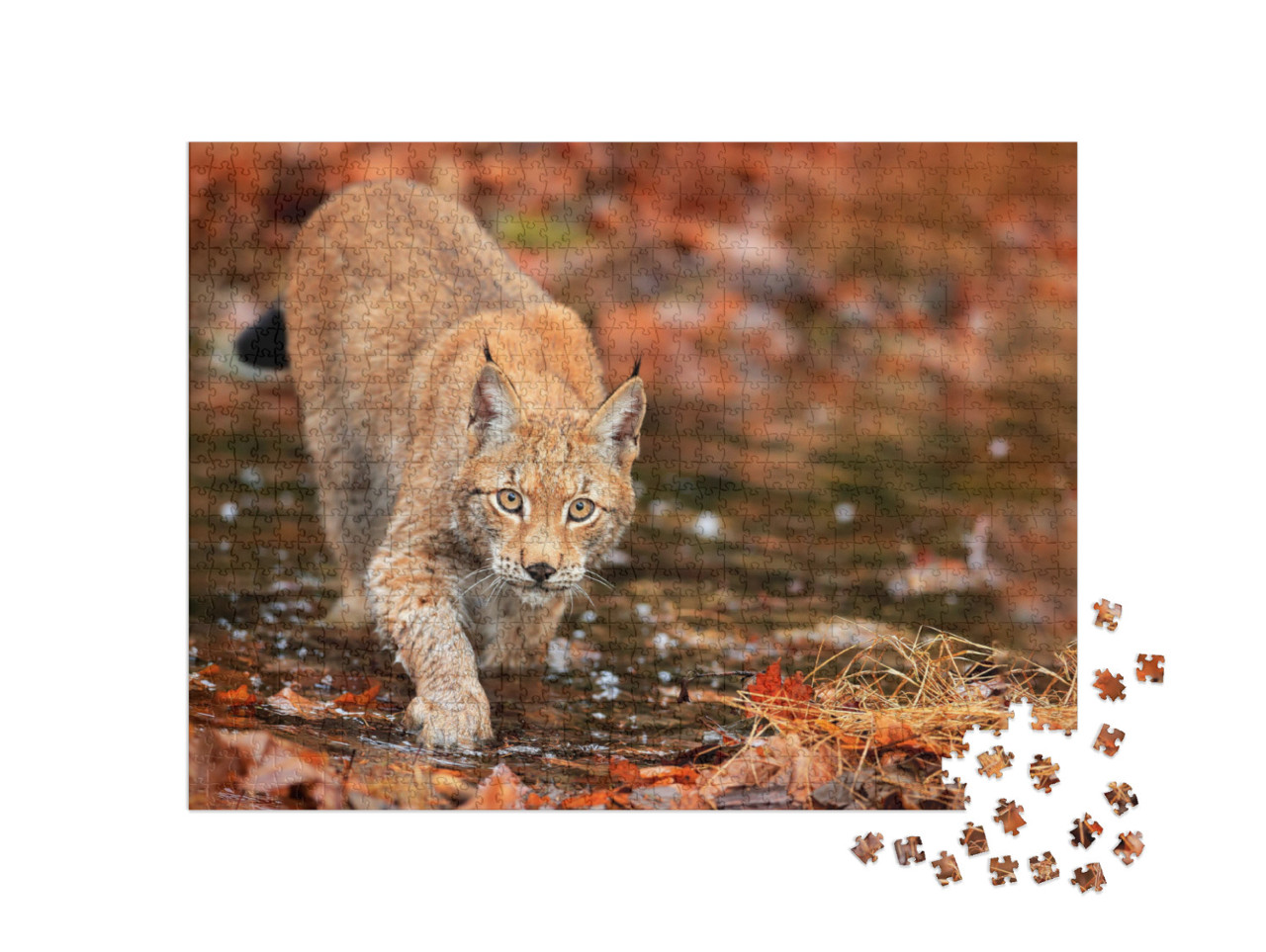 Lynx Walking in Orange Leaves with Water. Wild Animal Hid... Jigsaw Puzzle with 1000 pieces