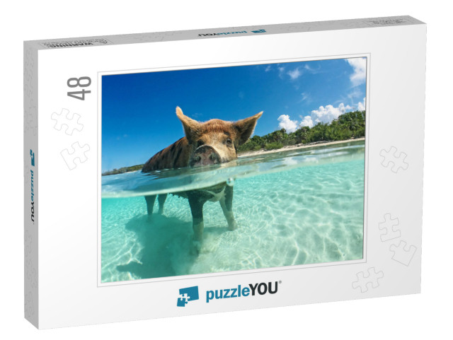 Wild, Swimming Pig on Big Majors Cay in the Bahamas... Jigsaw Puzzle with 48 pieces