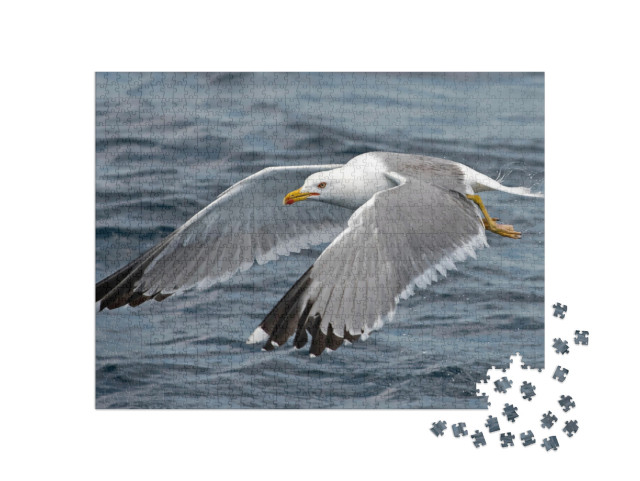 Seagull Outdoor Sea Fly Freedom... Jigsaw Puzzle with 1000 pieces