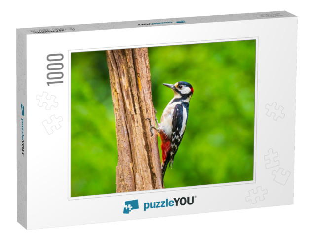 Closeup of a Great Spotted Woodpecker Bird, Dendrocopos M... Jigsaw Puzzle with 1000 pieces