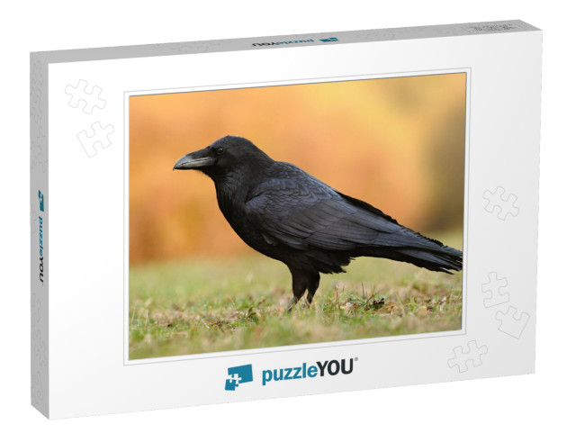 The Common Raven Corvus Corax, Also Known as the Northern... Jigsaw Puzzle