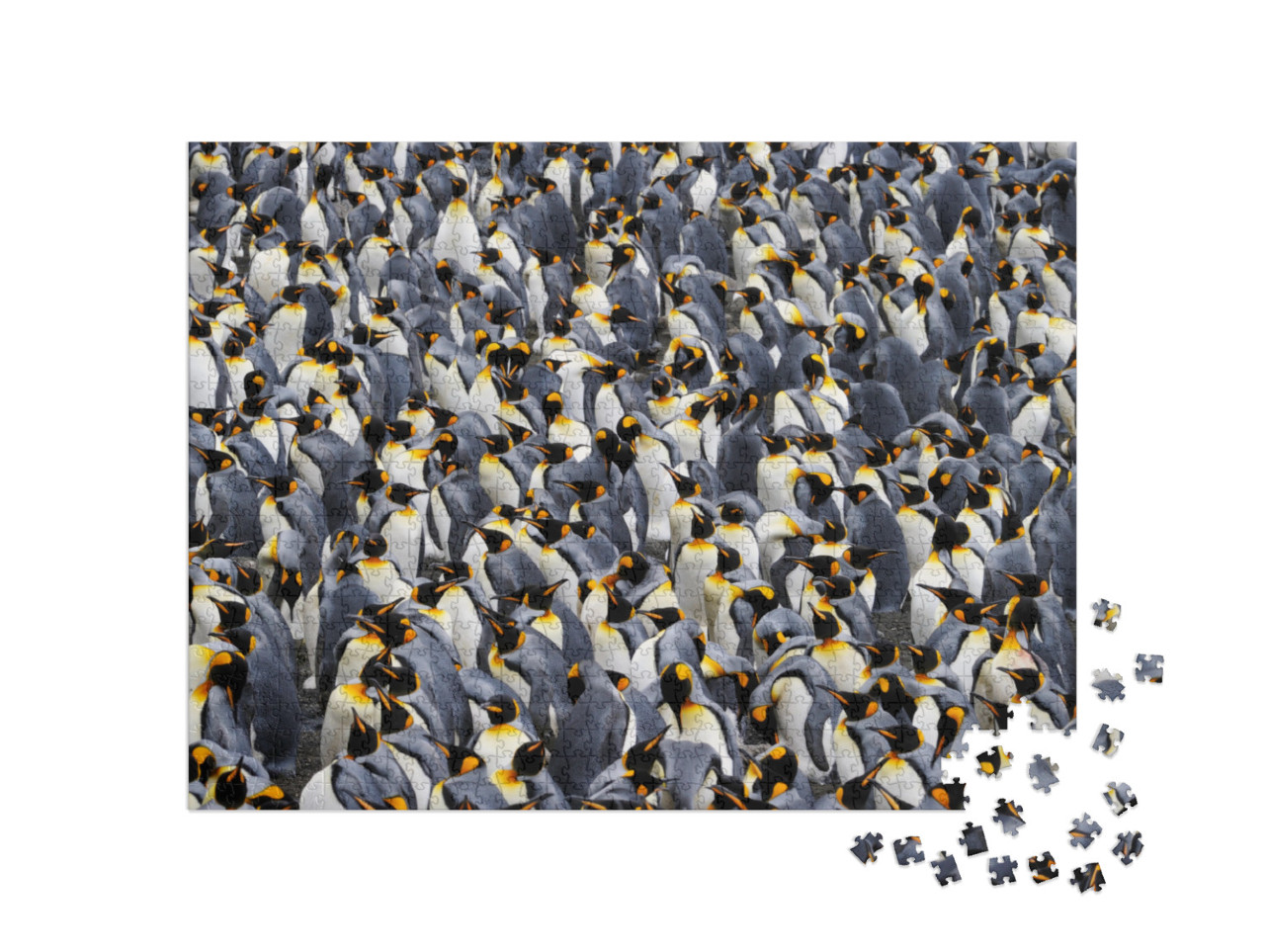 King Penguin Colony... Jigsaw Puzzle with 1000 pieces