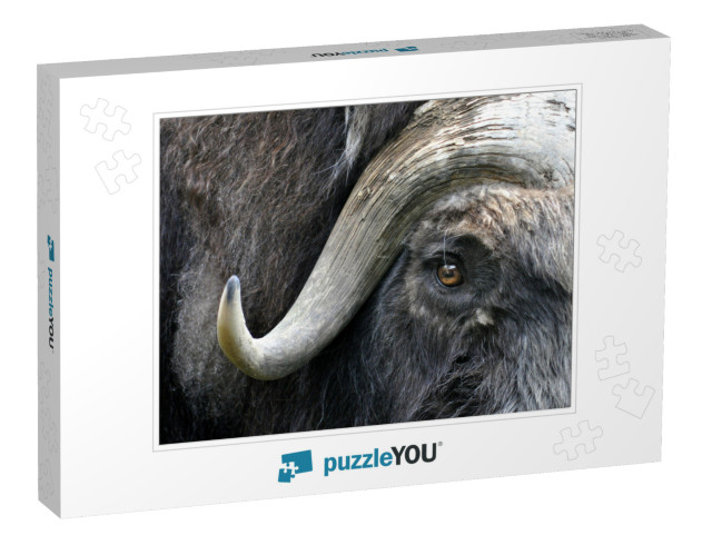 Muskox Face... Jigsaw Puzzle