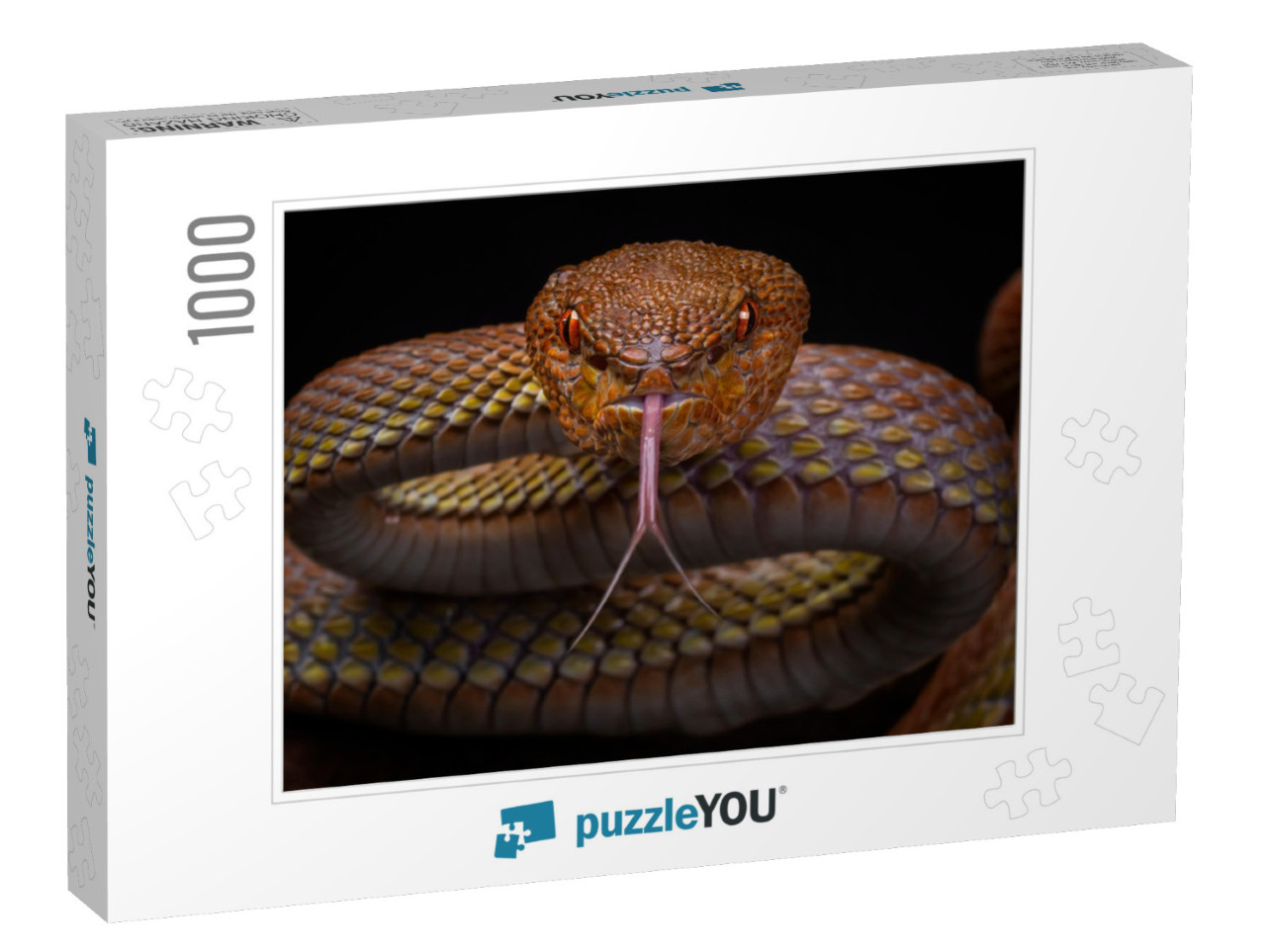 Mangrove Pit Viper Trimeresurus Purpureomaculatus, Venomo... Jigsaw Puzzle with 1000 pieces