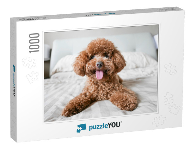 Cute Toy Poodle Resting on Bed... Jigsaw Puzzle with 1000 pieces