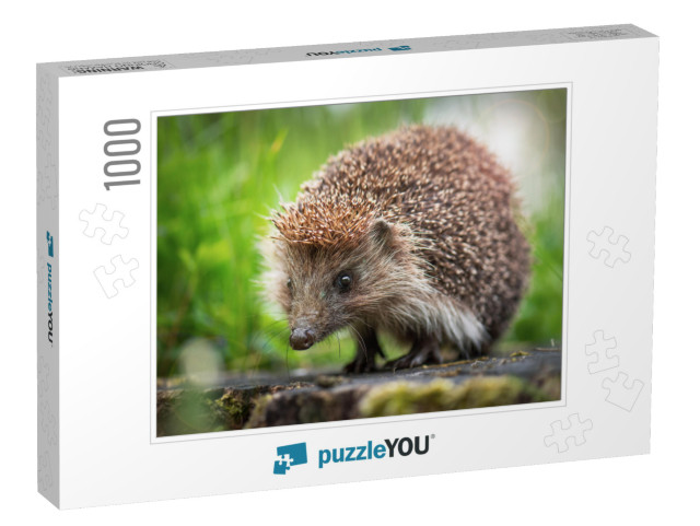 Cute Common Hedgehog on a Stump in Spring or Summer Fores... Jigsaw Puzzle with 1000 pieces