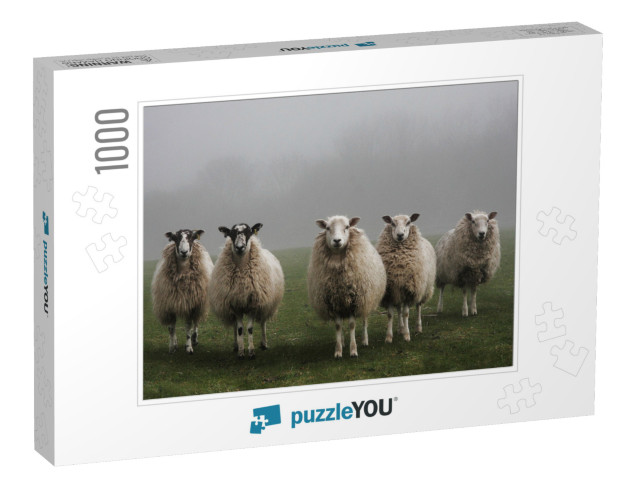 Five Sheep in a Field on a Misty Morning in Dorset... Jigsaw Puzzle with 1000 pieces