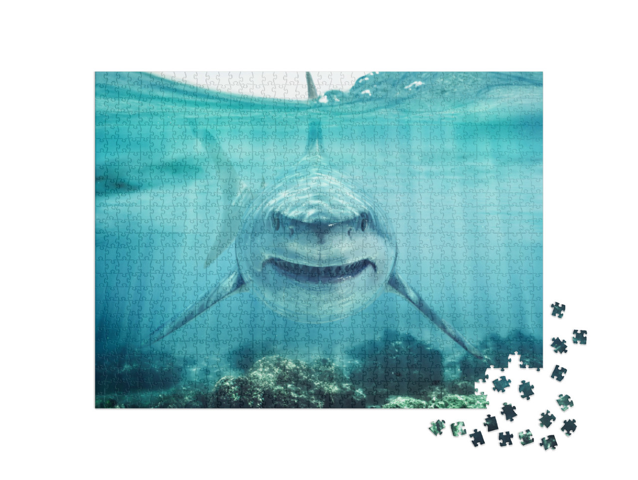 A Predator Great White Shark Swimming in the Ocean Coral... Jigsaw Puzzle with 1000 pieces