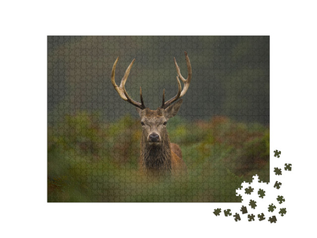 A Young Red Deer Stag... Jigsaw Puzzle with 1000 pieces