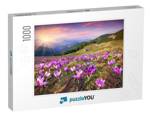 Blossom of Crocuses At Spring in the Mountains. Colorful... Jigsaw Puzzle with 1000 pieces