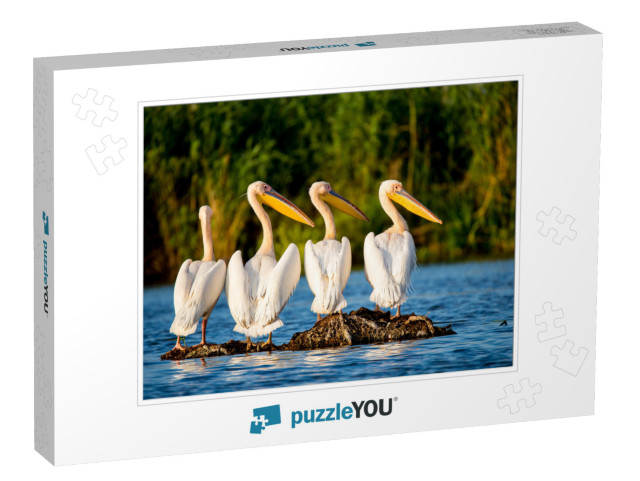 Pelican Colony in Danube Delta Romania... Jigsaw Puzzle