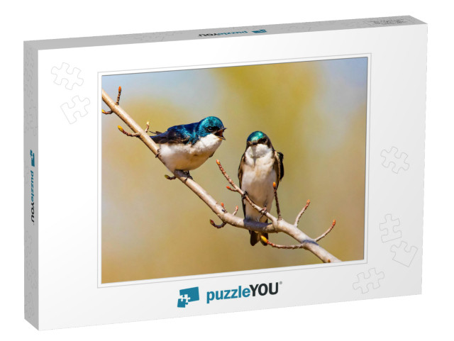 Cute Tree Swallow Birds Couple Mating Close Up Portrait i... Jigsaw Puzzle