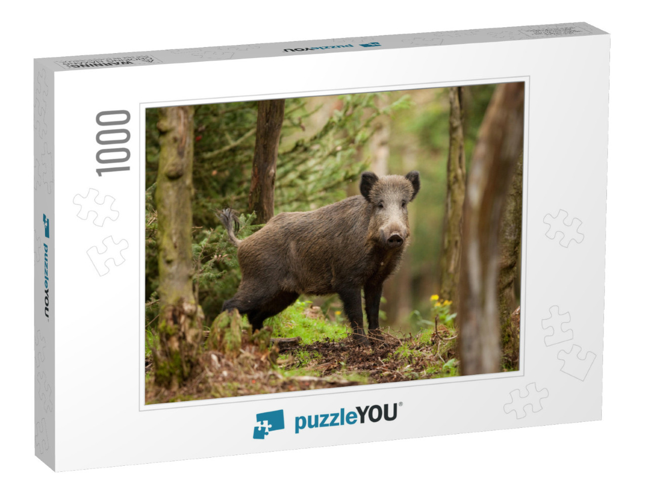 Wild Boar, Sus Scrofa, Czech Republic... Jigsaw Puzzle with 1000 pieces