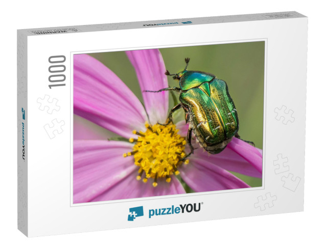 Cetonia Aurata Golden Beetle on Flower... Jigsaw Puzzle with 1000 pieces