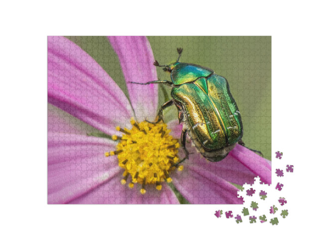 Cetonia Aurata Golden Beetle on Flower... Jigsaw Puzzle with 1000 pieces