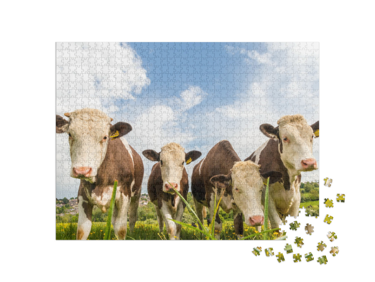 Red & White Spotted Cows Looking Into the Camera & Standi... Jigsaw Puzzle with 1000 pieces