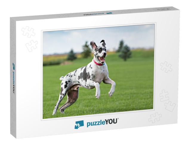 Great Dane Outside in a Yard on Green Grass... Jigsaw Puzzle